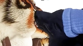 Wolf gives tiger an early christmas existing - wildlife